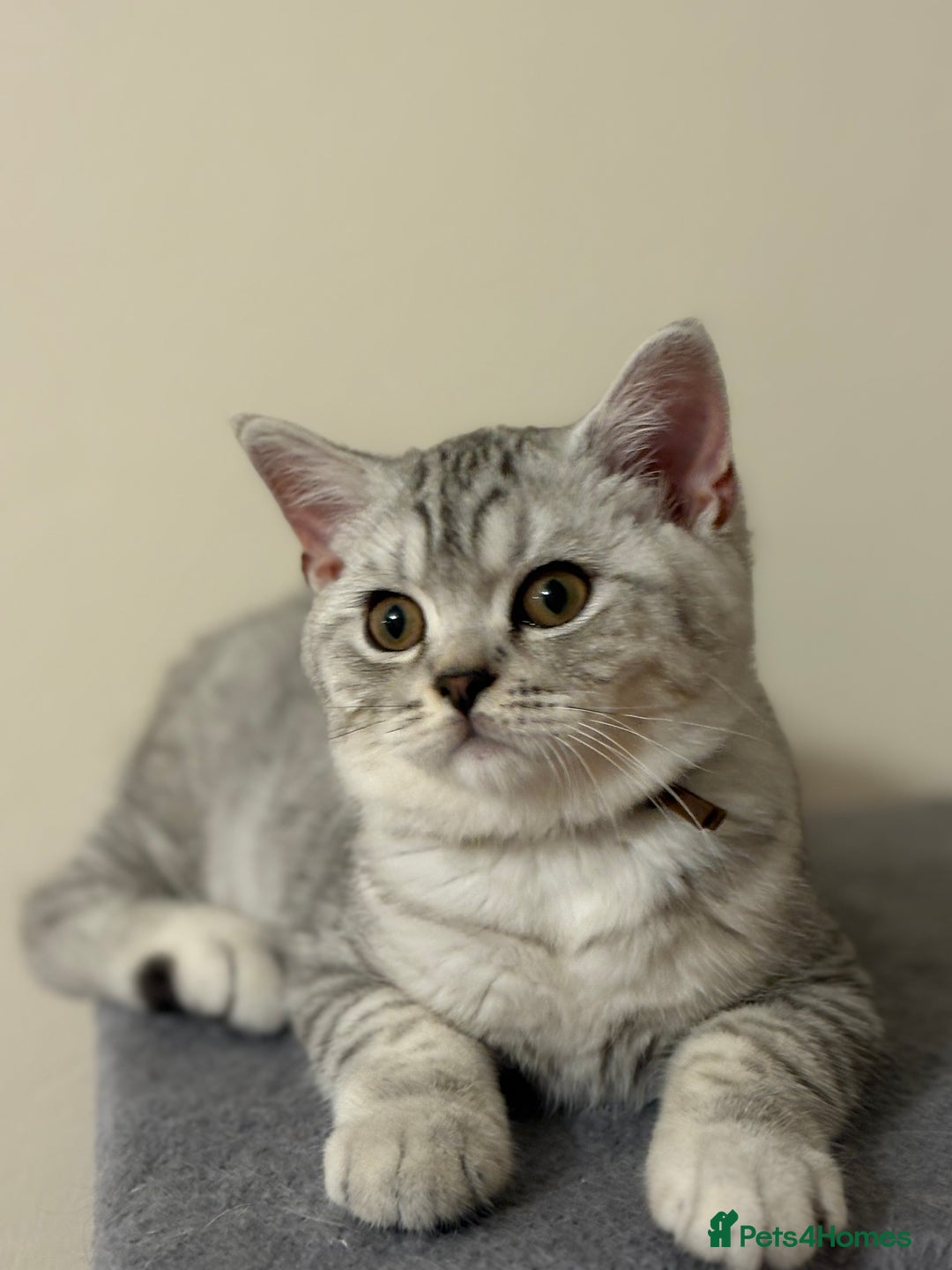 British Shorthair cats for sale: Pedigree|Champion Lines|GCCF Registered| - Image 11
