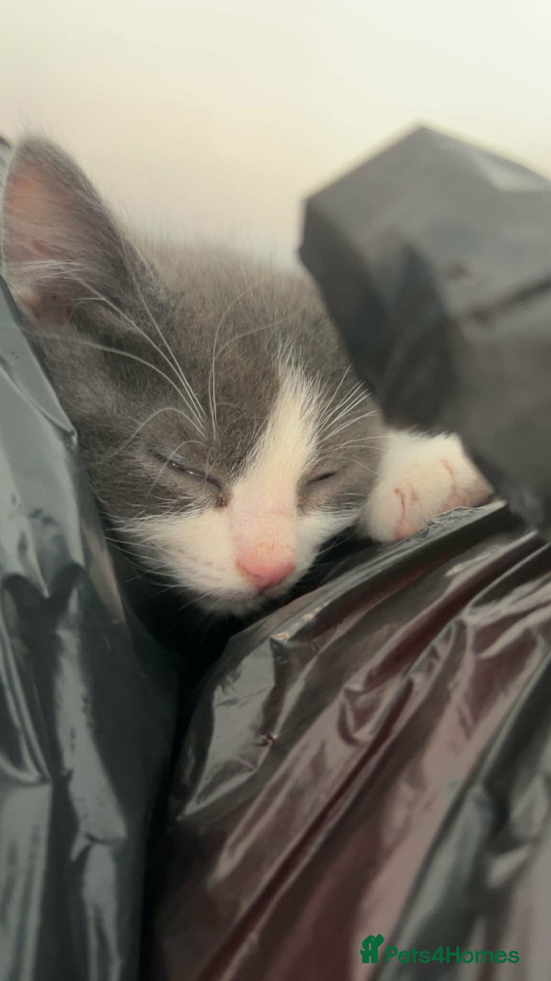 Mixed Breed cats for sale: 3 beautiful kittens for sale :)  - Advert 1