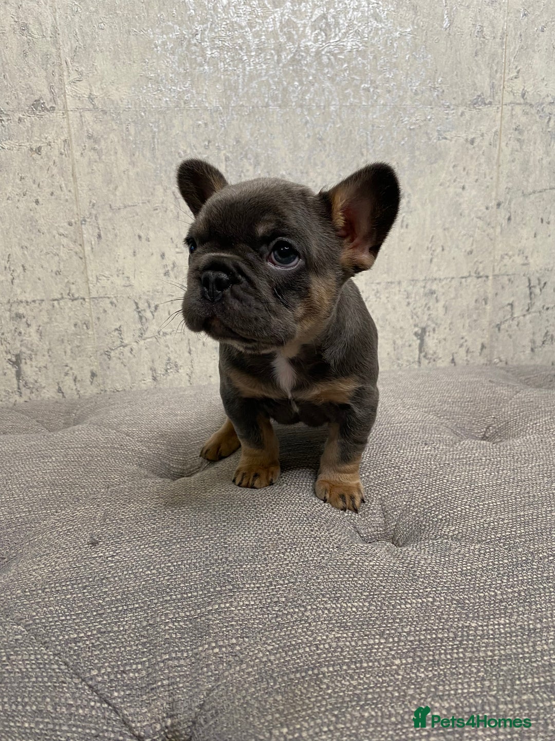 French Bulldog dogs for sale: KC Registered French Bulldog Puppies - Advert 5