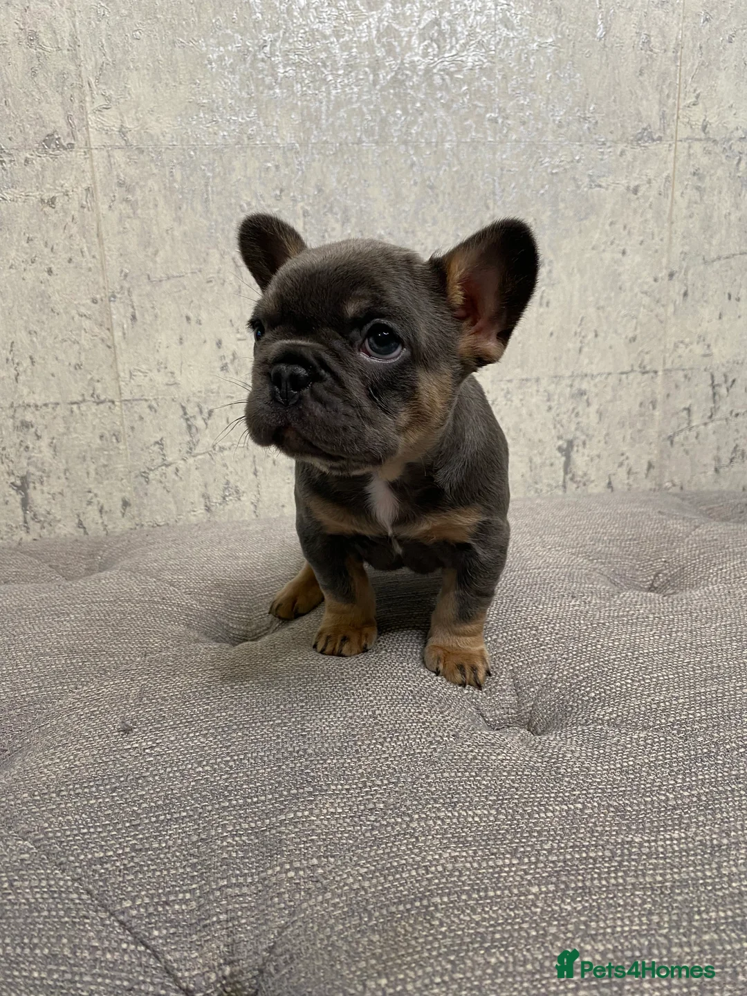 French Bulldog dogs for sale: KC Registered French Bulldog Puppies - Advert 5