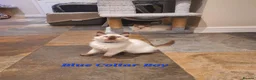 Ragdoll cats for sale: 💖11 WEEKS OLD💖 GCCF Registered Ragdoll Kittens. - Advert 22