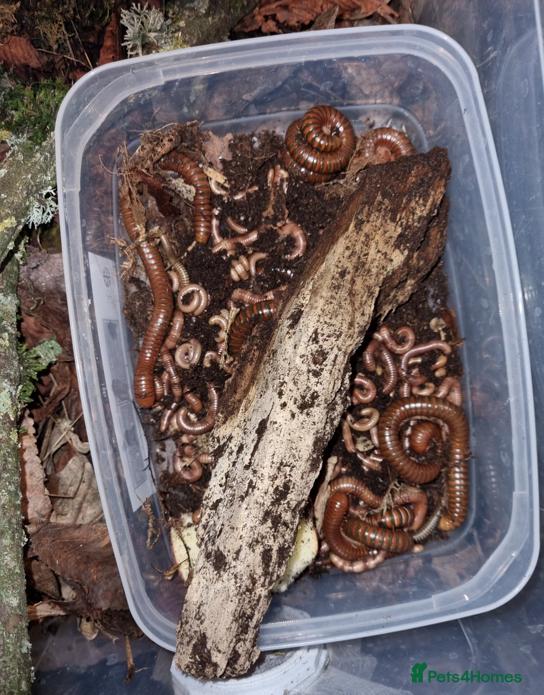 Millipedes invertebrates for sale: Invertebrates Available. - Advert 2