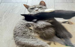 Mixed Breed cats for sale: Beautiful Litter of 4 kittens  - Image 20