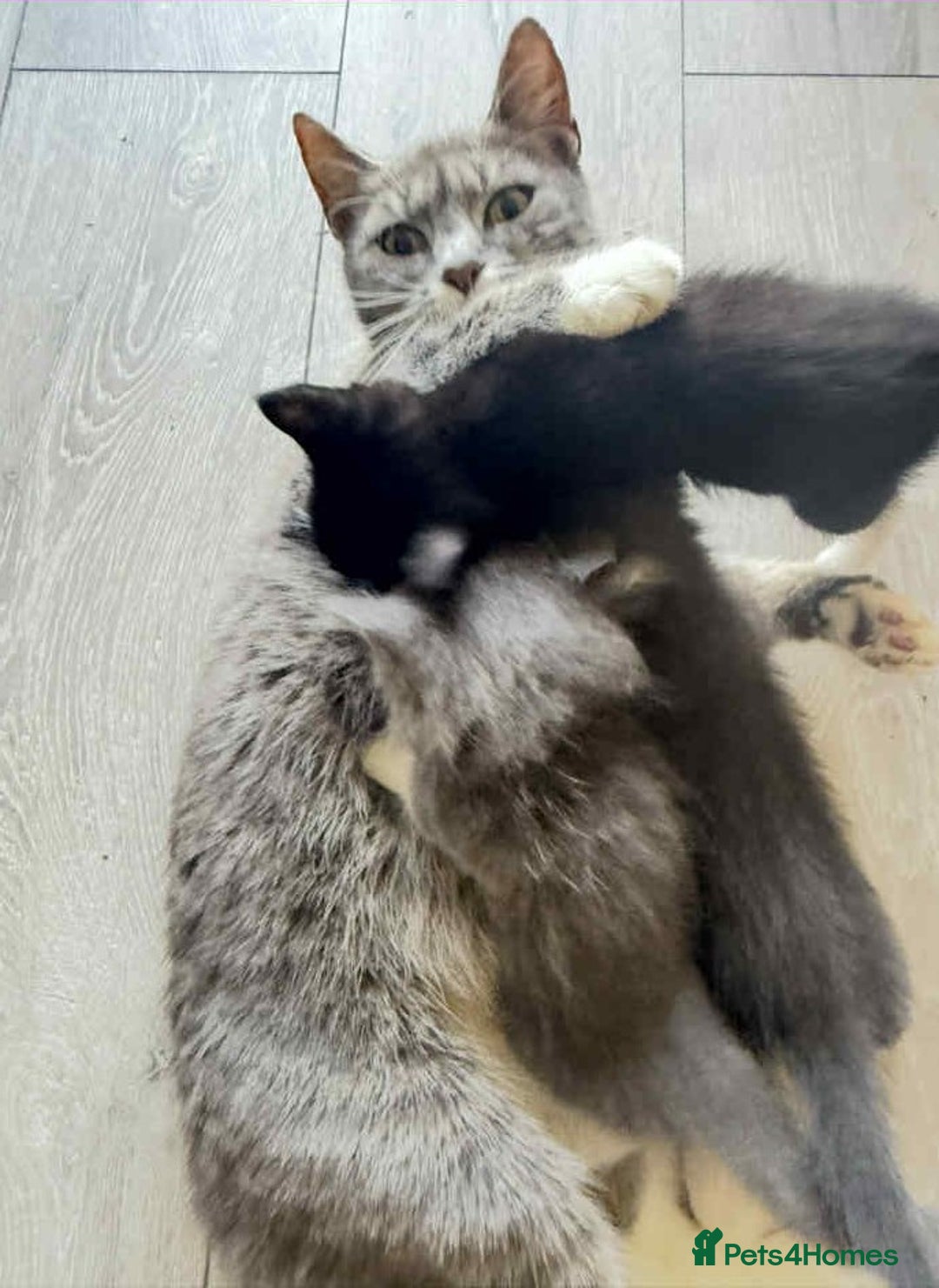 Mixed Breed cats for sale: Beautiful Litter of 4 kittens  - Image 20