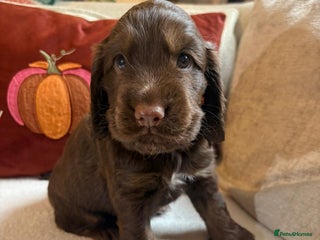 Cocker Spaniel dogs - Advert 1