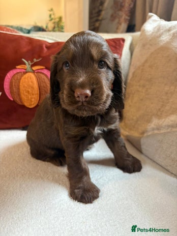 Cocker Spaniel dogs - Advert 7