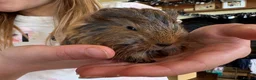 Guinea Pig rodents for sale: 3 baby guinea pigs  - Advert 3
