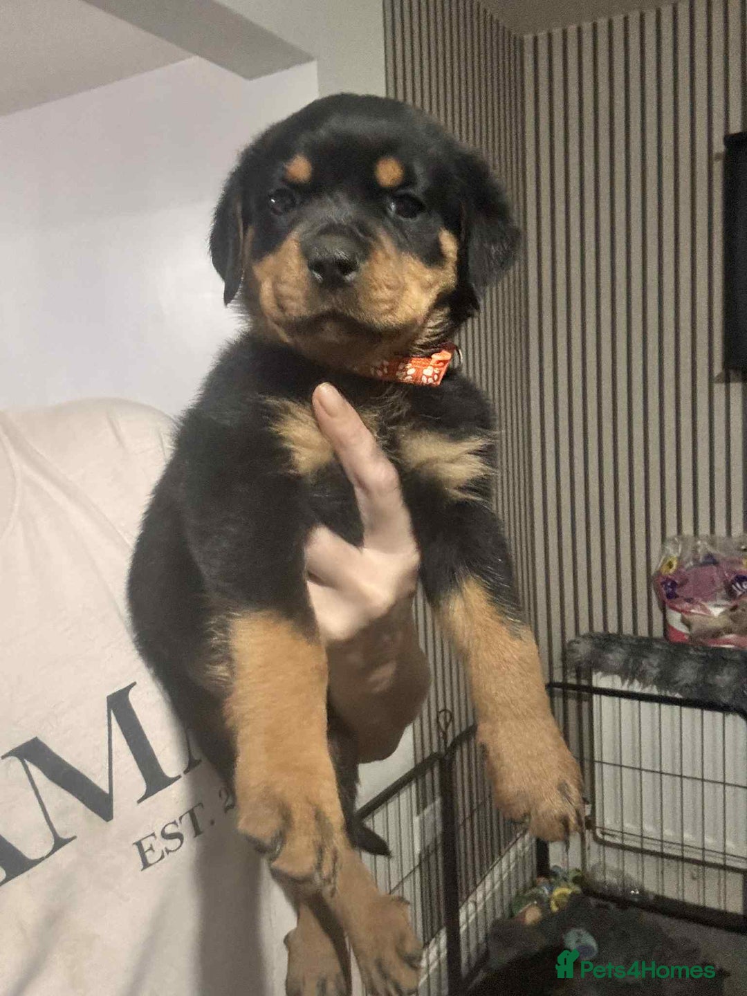 Rottweiler dogs for sale: Chunky Rottweiler Puppies - Image 6