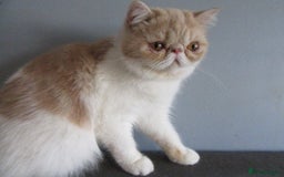 Exotic cats for sale: 2 Beautiful Male Exotics READY NOW - Image 4