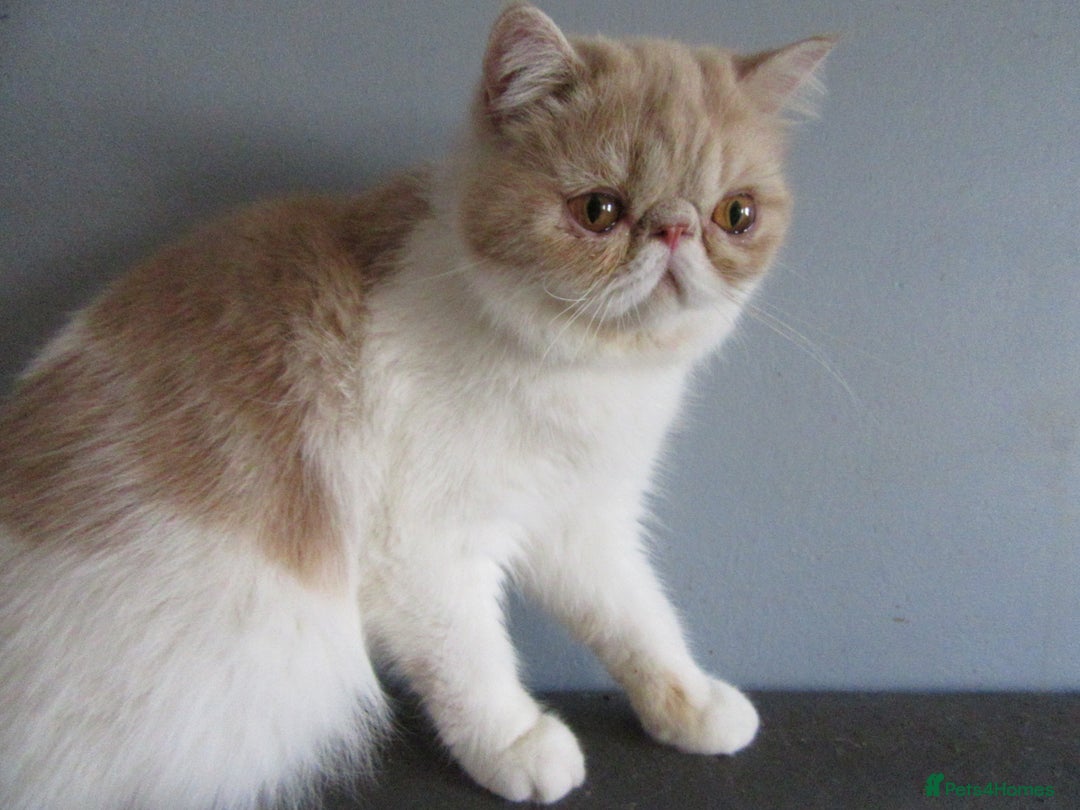 Exotic cats for sale: 2 Beautiful Male Exotics READY NOW - Image 4
