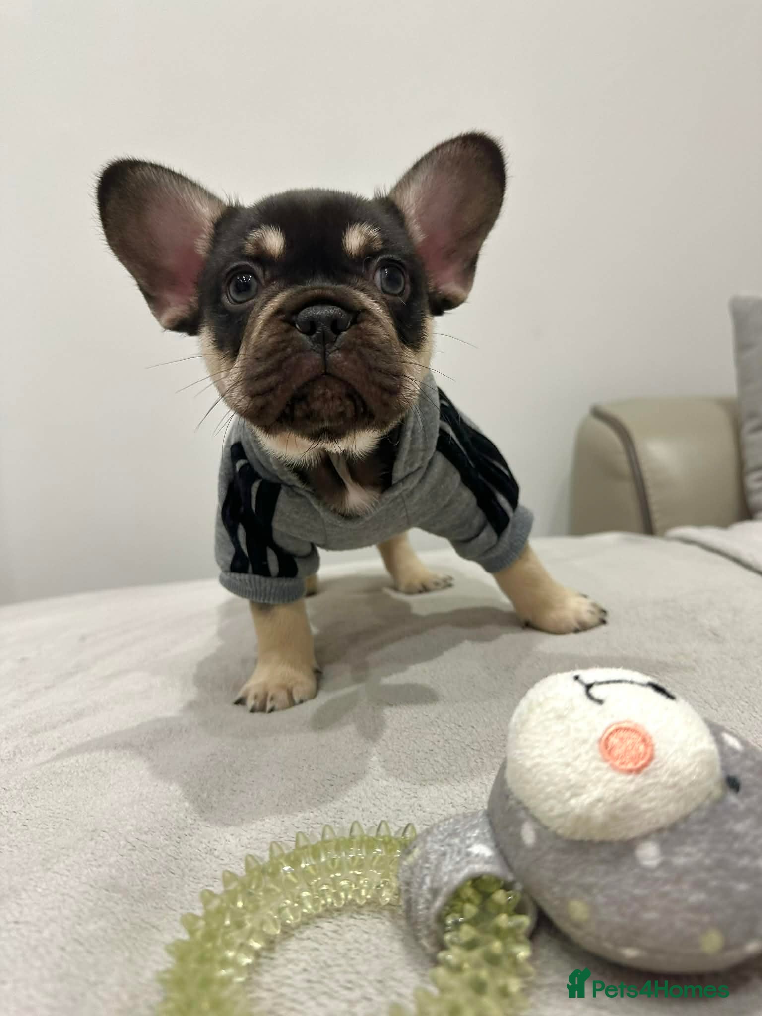 French Bulldog dogs Stunning Kc French Bulldog puppies  - Advert 7