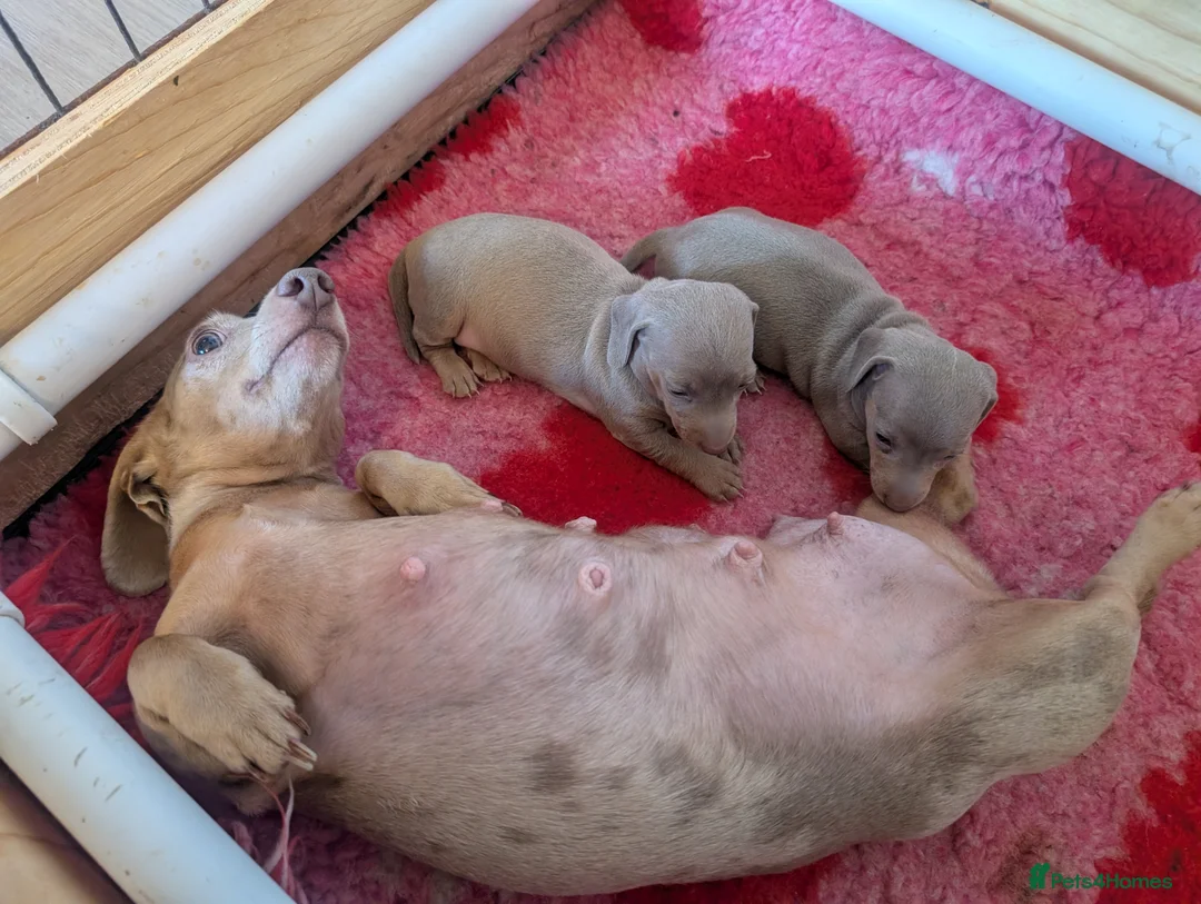 Miniature Dachshund dogs for sale: 2 pretty Isabella & Tan girls 🩷 - Advert 2