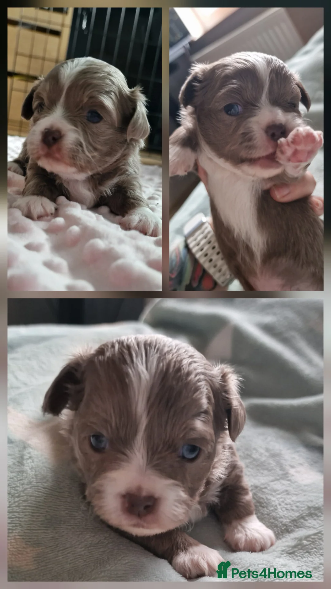 Chihuahua dogs for sale: Beautiful Chihuahua Puppies  - Advert 23