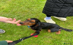 Cocker Spaniel dogs for stud: KC REGISTERED COCKER SPANIEL STUD in Worcester - Image 4