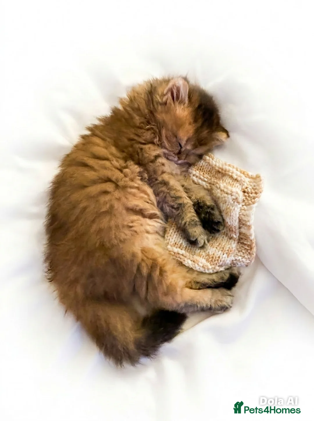 British Longhair cats for sale: ✨ STUNNING BRITISH LONGHAIR KITTENS – 5 AVAILABLE✨ - Advert 2