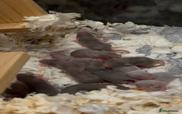 Mouse rodents for sale: X4 adult females and x12 litter  - Image 4