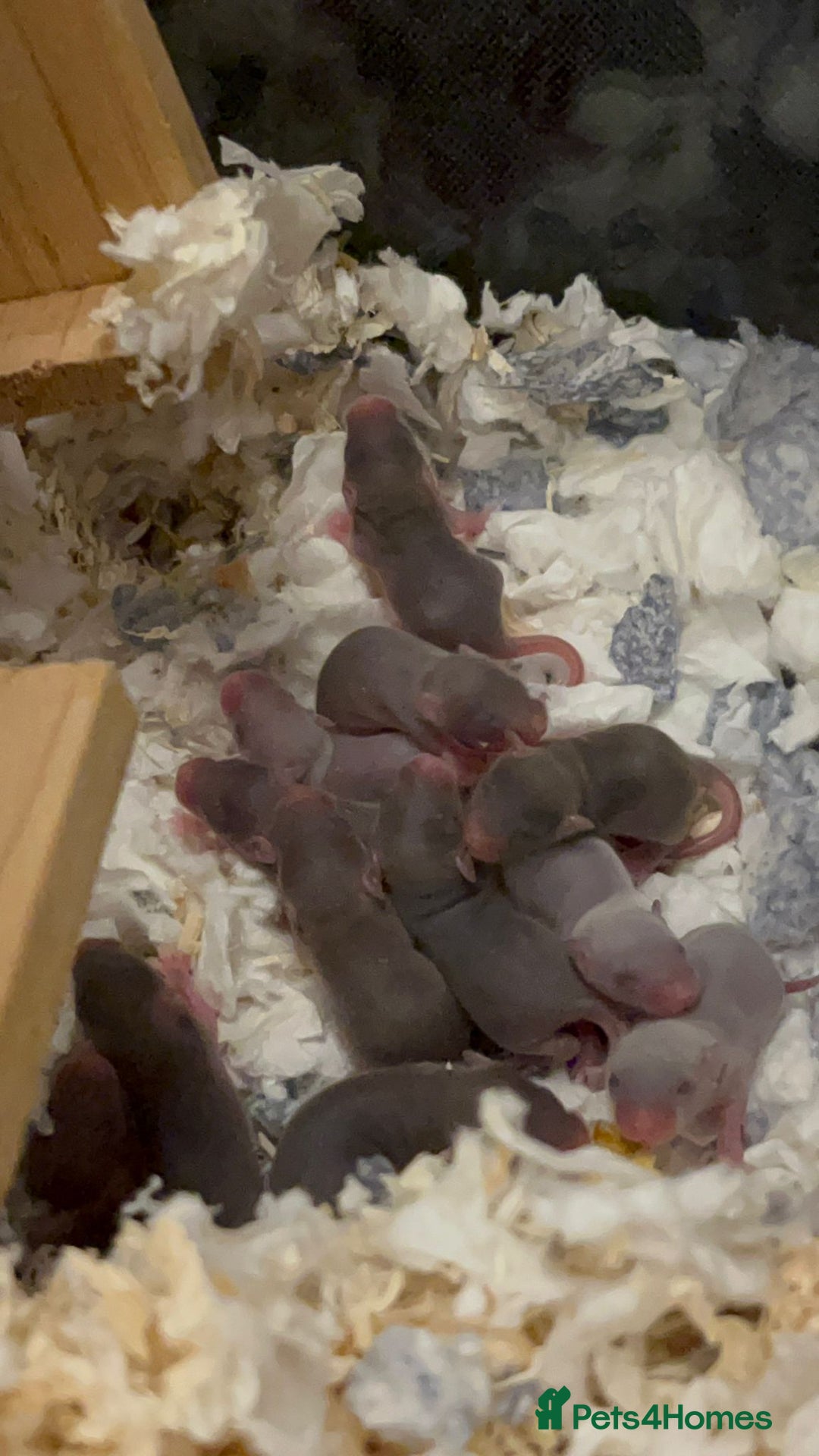 Mouse rodents for sale: X4 adult females and x12 litter  - Image 4