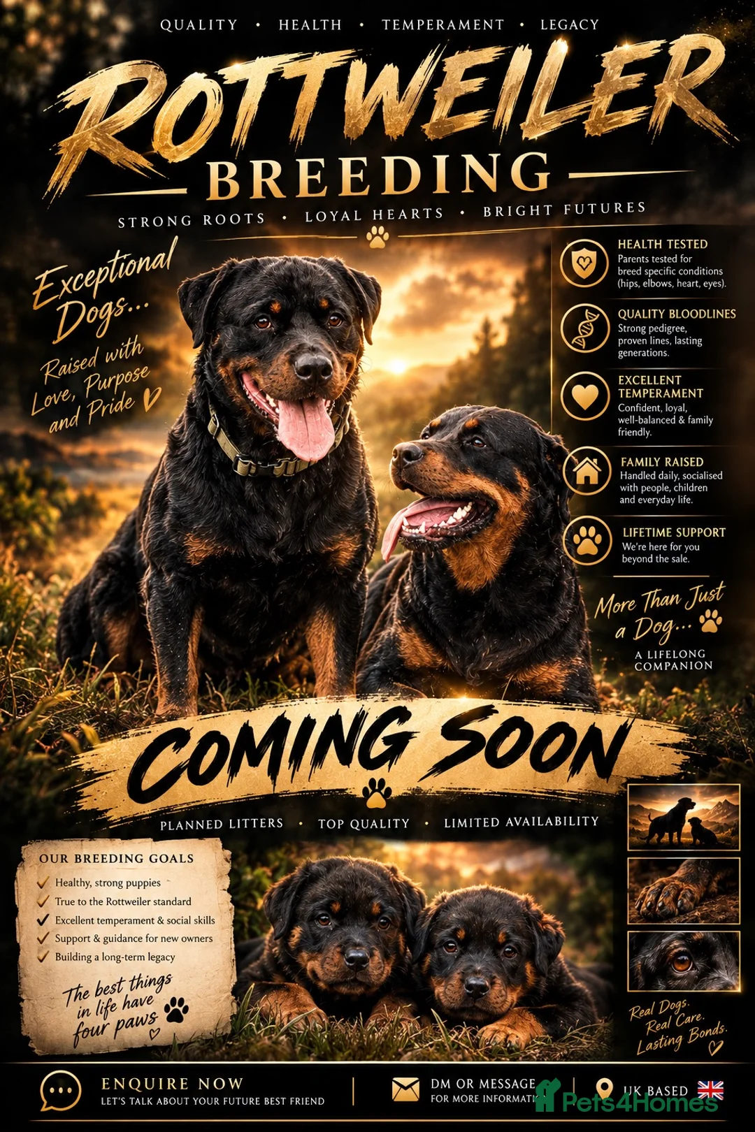 Rottweiler dogs for sale: 🐾 Rottweiler Puppies Expected Late Nov 2026 🖤🤎 in Sheffield - Advert 2