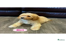 Cavapoo dogs for sale: Adorable Cavapoos ready for their new families 🐾 - Image 9