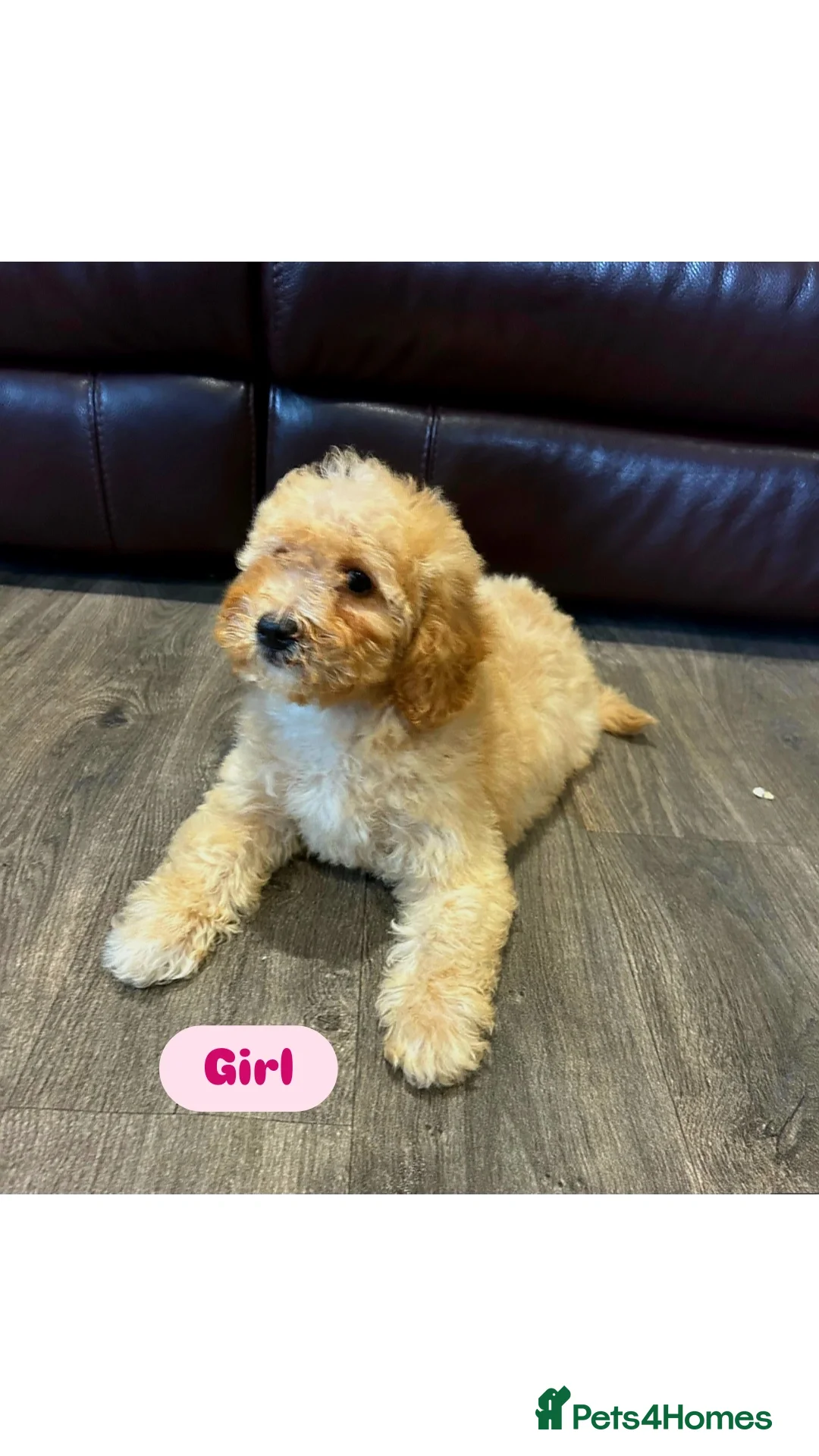 Cavapoo dogs for sale: Adorable Cavapoos ready for their new families 🐾 - Image 9