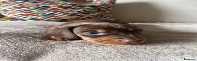 Miniature Dachshund 1