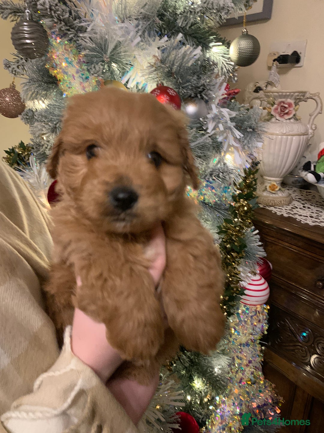 Mixed Breed dogs for sale: Cavapoo/Westiepoo - Advert 18