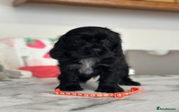 Cocker Spaniel dogs for sale: Full show line health tested cocker spaniel puppy - Image 7