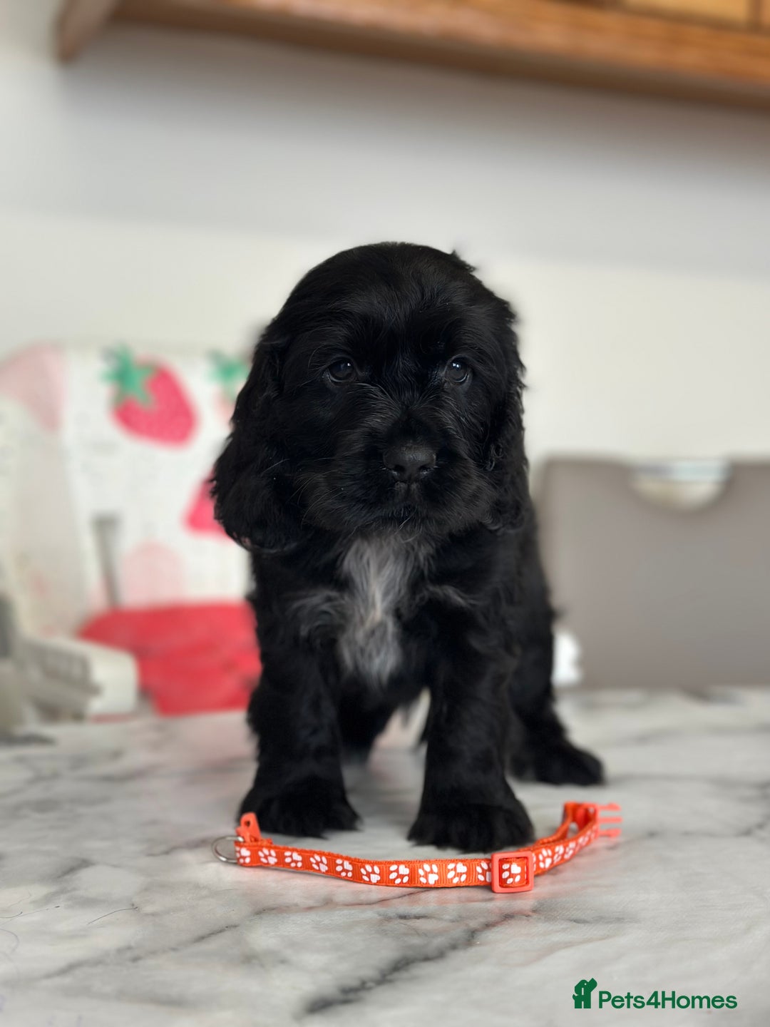 Cocker Spaniel dogs for sale: Full show line health tested cocker spaniel puppy - Image 7