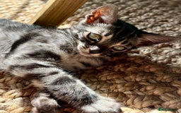 Bengal cats for sale: Stunning Glittered Pedigree Bengal Female TICA reg - Image 35