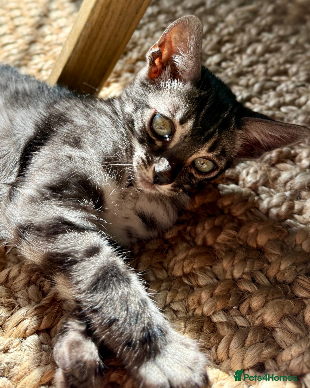 Bengal cats for sale: Stunning Glittered Pedigree Bengal Female TICA reg - Image 35