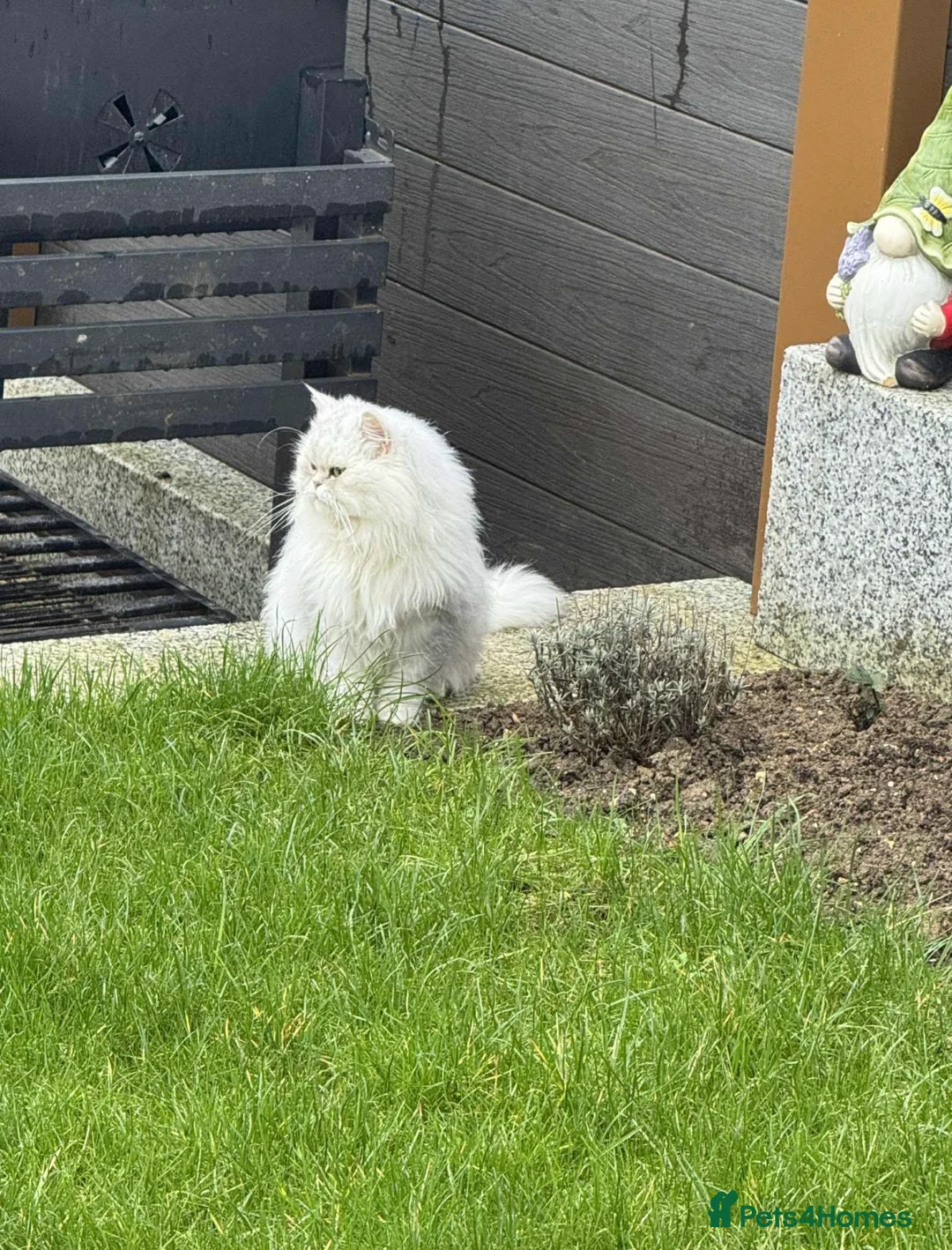 Persian cats for sale: Persian Shinshila  - Advert 2