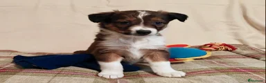 Welsh Collie Puppy 4