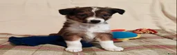 Welsh Collie dogs for sale: Pure red merle Welsh sheepdog pups in Tregaron - Advert 4