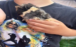 Guinea Pig rodents for sale: Guinea pigs for sale - Image 5