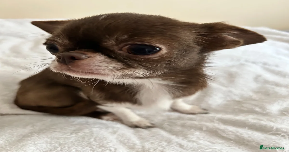 Chihuahua さま Chihuahua Puppies for sale in Cheltenham, Gloucestershire | Pets4Homes
