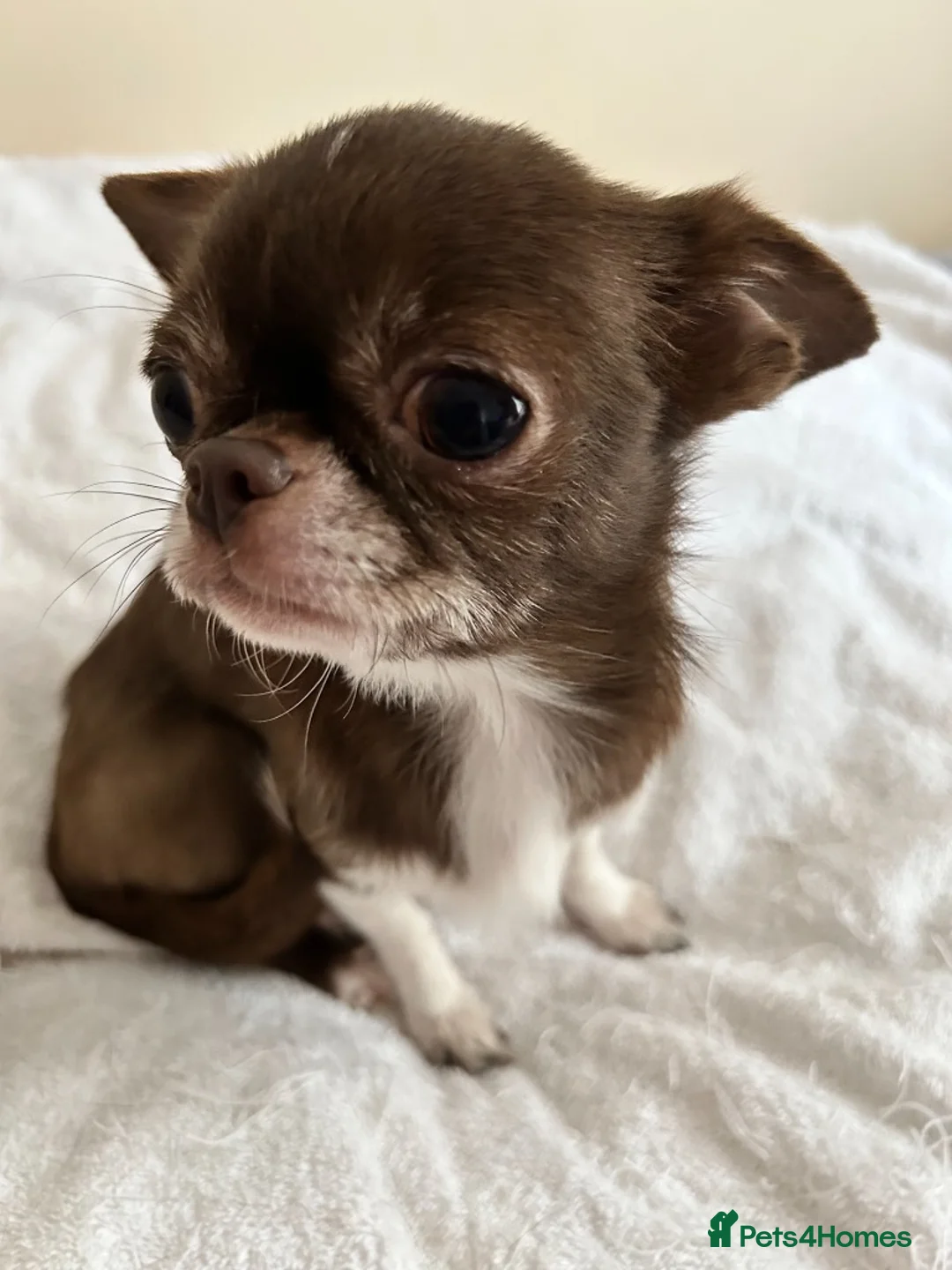 Chihuahua dogs for sale: Tiny female chihuahua  - Advert 1