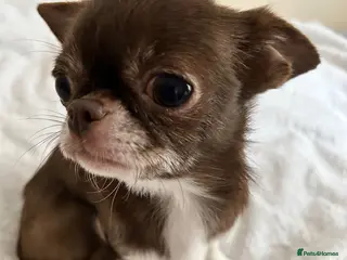 Chihuahua dogs Tiny female chihuahua - Advert 2