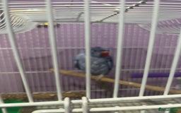 Ringnecks birds for sale: Voilot coloured ringneck for sale  - Image 13