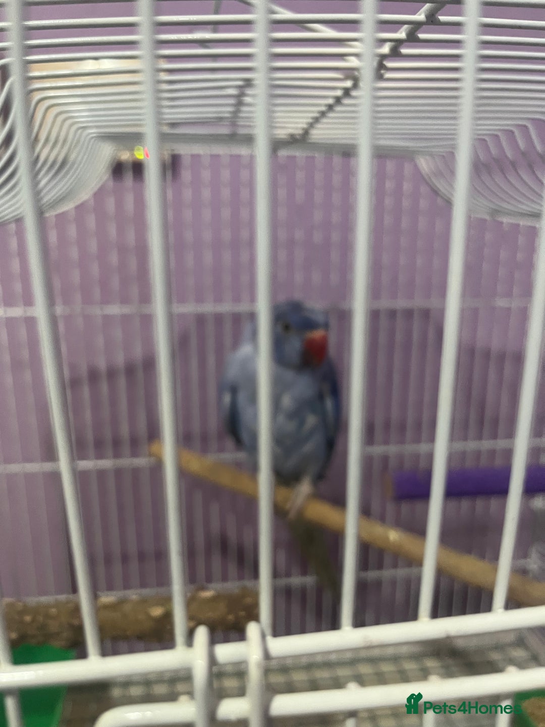 Ringnecks birds for sale: Voilot coloured ringneck for sale  - Image 13
