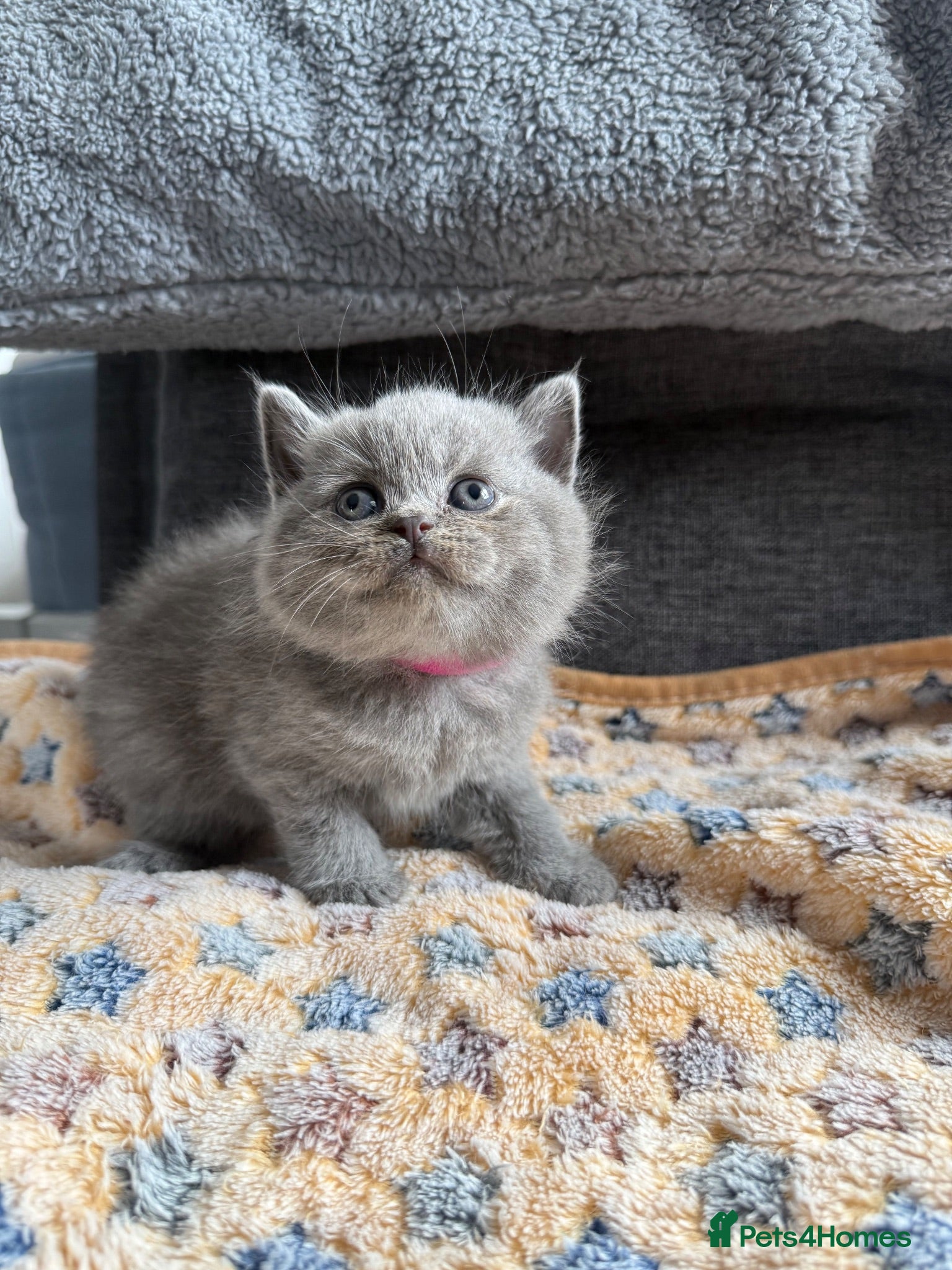 British Shorthair cats Gorgeous British Short Hair - Advert 2