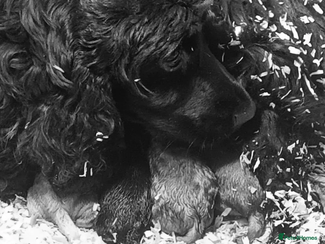 Cockapoo dogs for sale: STUNNING SHOW LINE F1 COCKAPOO PUPPIES FOR SALE in Maybole - Advert 16
