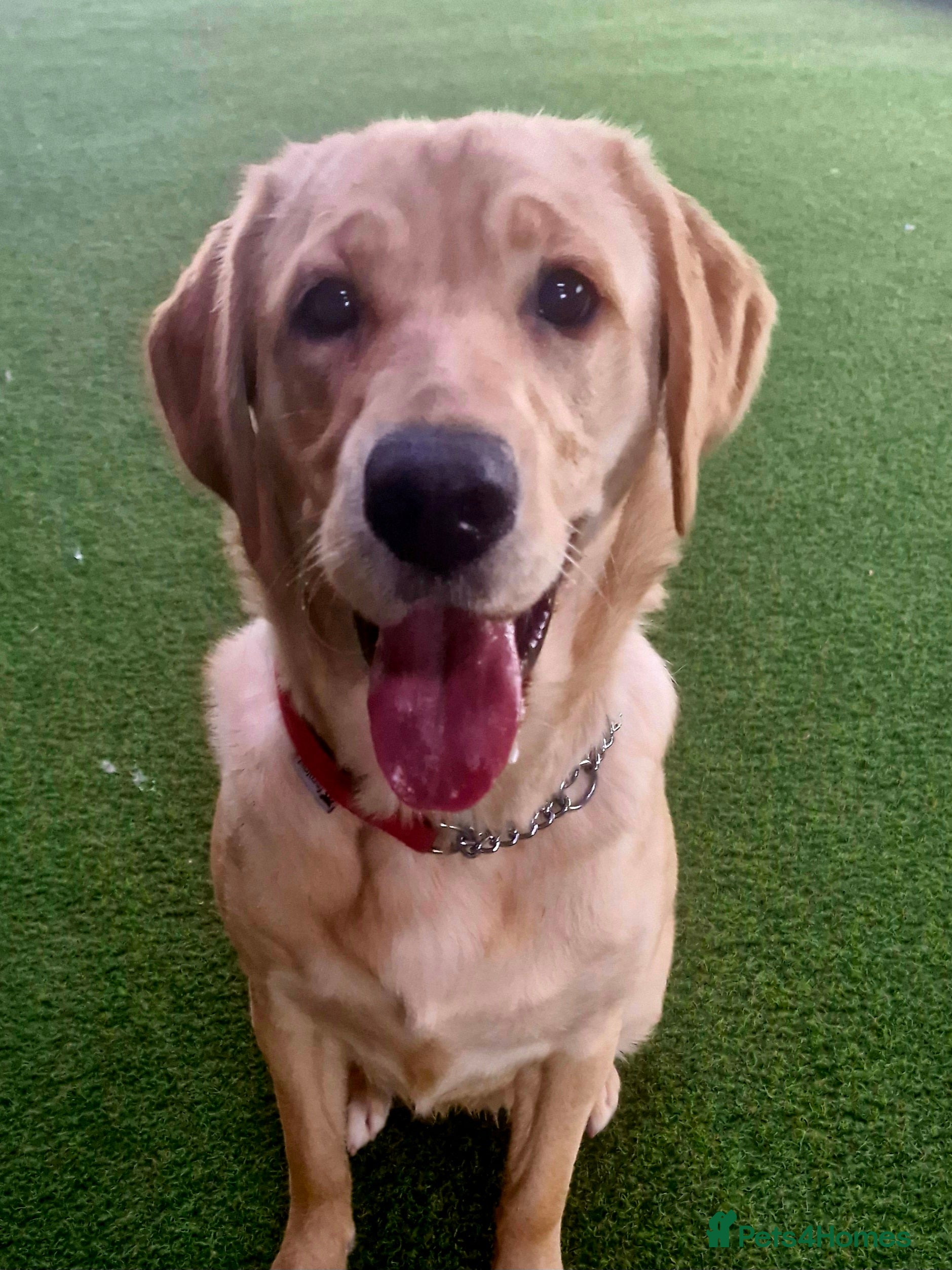 Goldador dogs 11Month old Goldador Girl - Advert 1