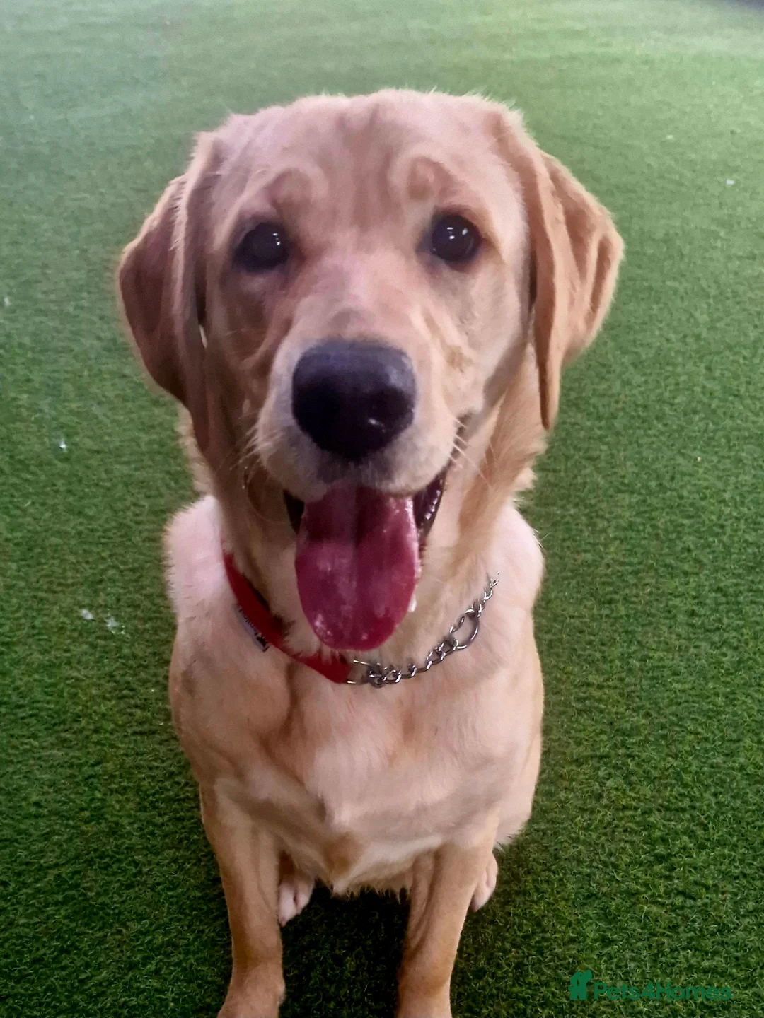 Goldador dogs for sale: 11Month old Goldador Girl - Advert 1