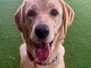 Goldador dogs 11Month old Goldador Girl - Advert 1