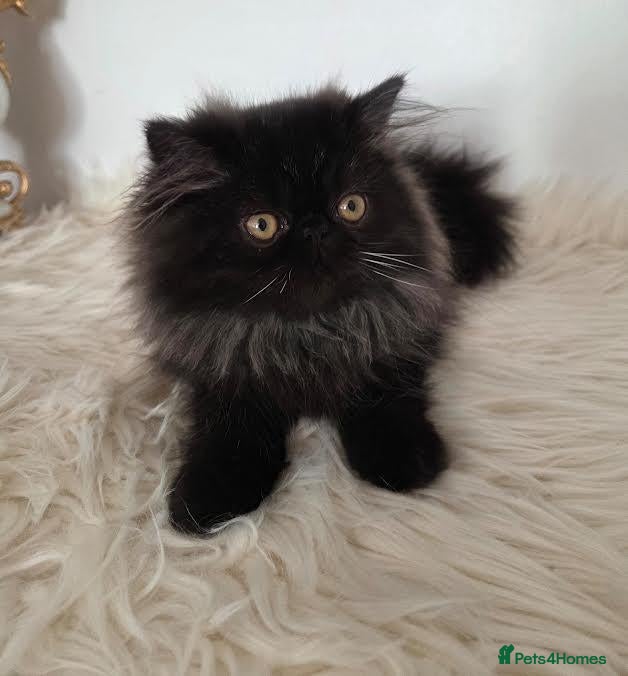 Persian cats Persian Kittens - Advert 1