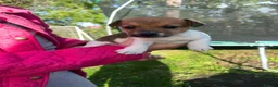 Jack Russell dogs for sale: Jack Russell puppies  - Advert 3