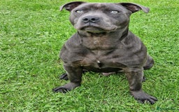Staffordshire Bull Terrier dogs for stud: Blue staffy stud - Image 2