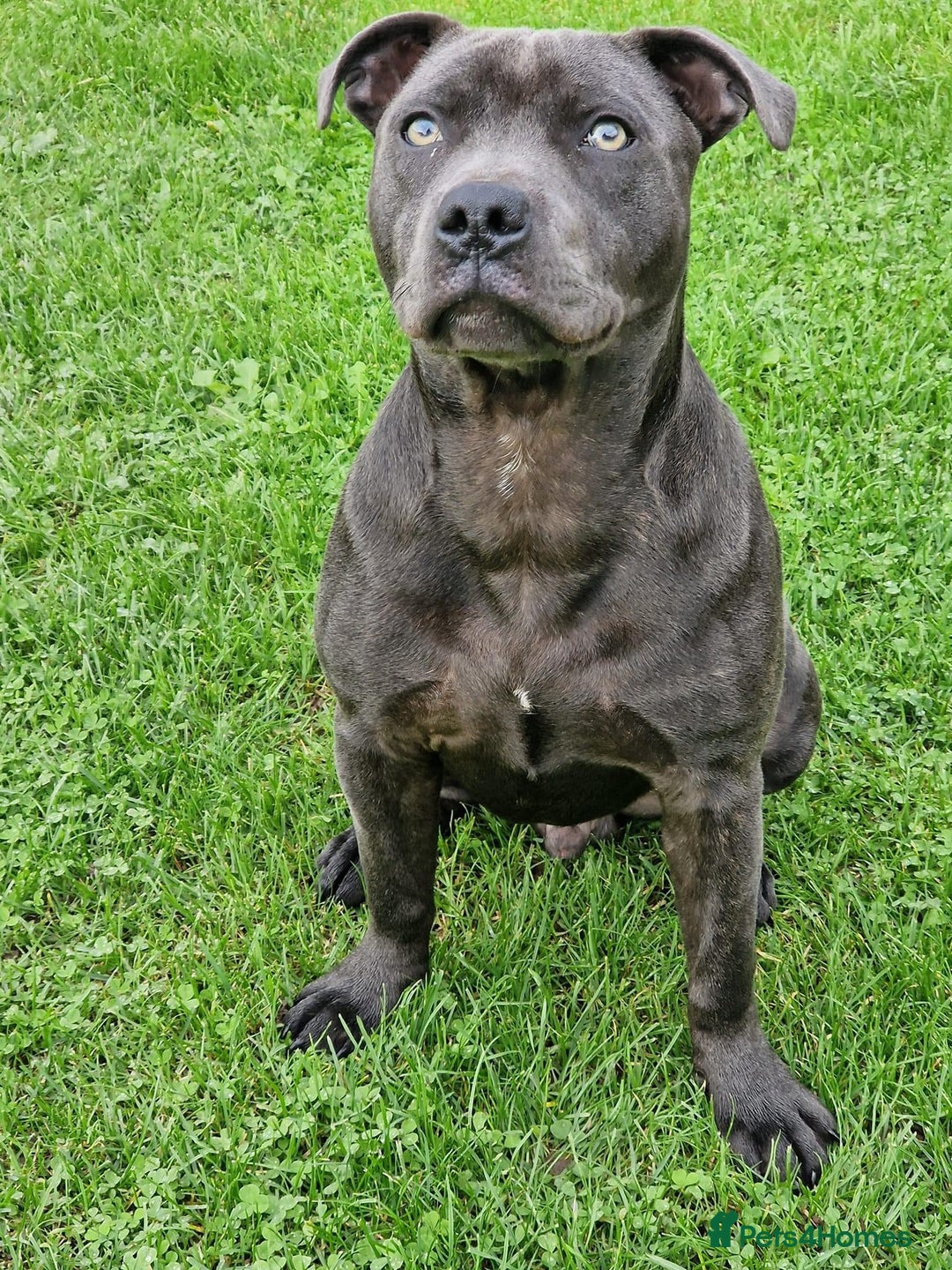 Staffordshire Bull Terrier dogs for stud: Blue staffy stud - Image 2