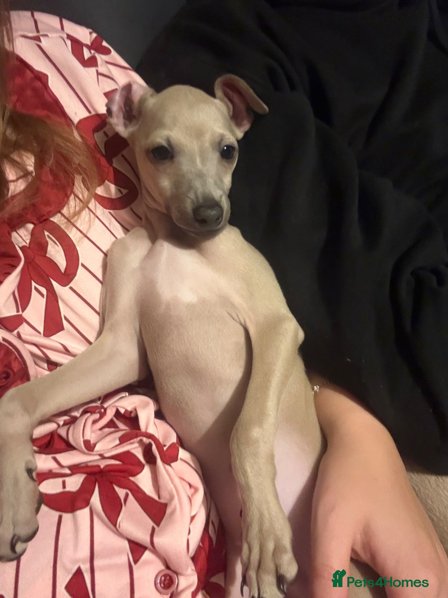 Italian Greyhound dogs KC Reg fawn male Italian greyhound READY NOW - Advert 10