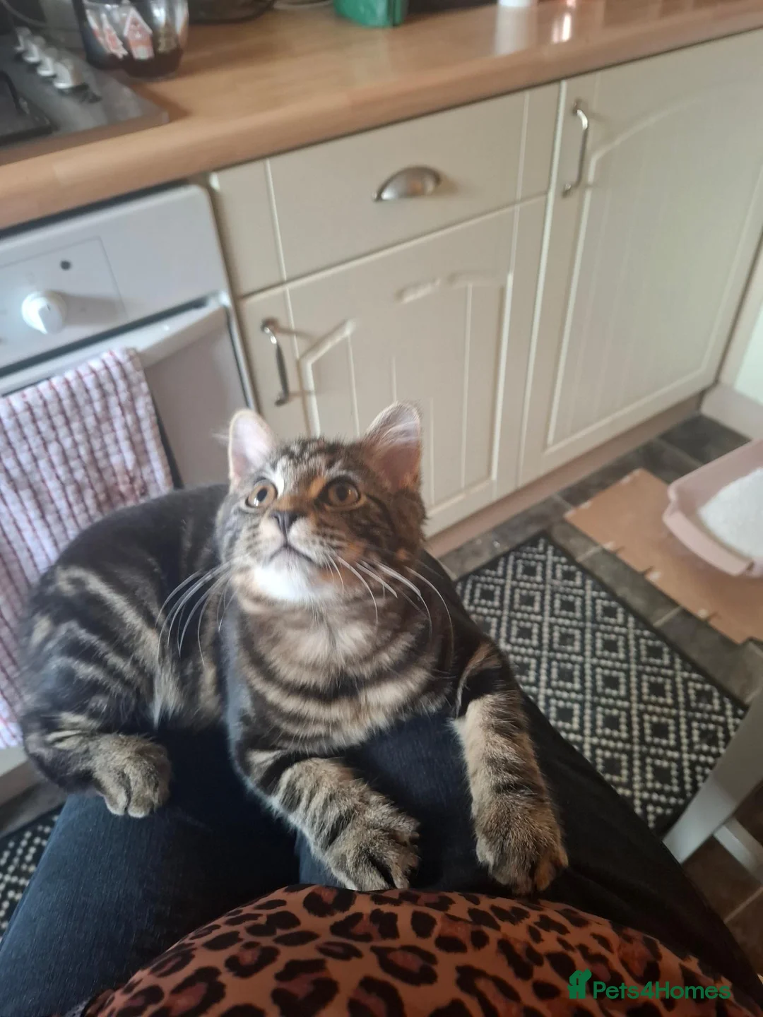 Mixed Breed cats for sale: Looking for a Good home for my Tabby Male Kitten  in Banbury - Advert 7